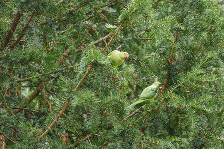 the city of Wiesbaden at the rhine river in Germanyの写真素材