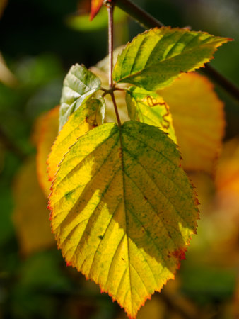 autumn time in westphalia