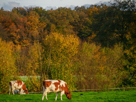 autumn time in westphaliaの写真素材