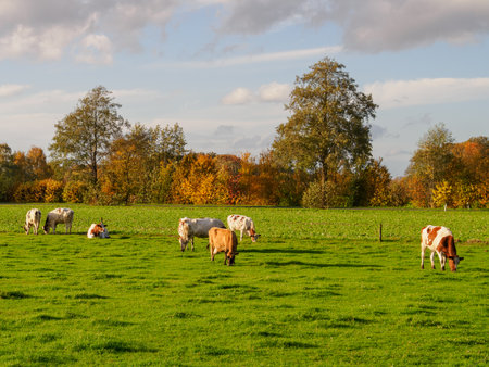 autumn time in westphaliaの写真素材