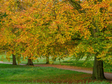 autumn time in westphaliaの写真素材