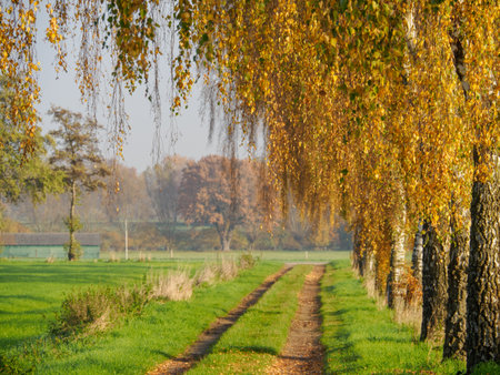 autumn time in westphaliaの写真素材