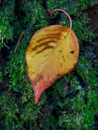 autumn time in westphalia