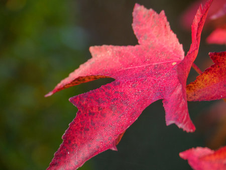 Autumn time in the German Muensterland