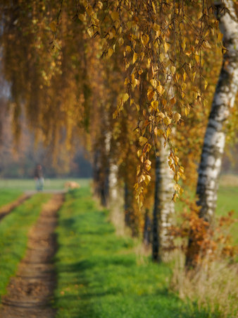 Autumn time in the German Muensterlandの写真素材