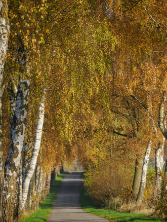 Autumn time in the German Muensterlandの写真素材