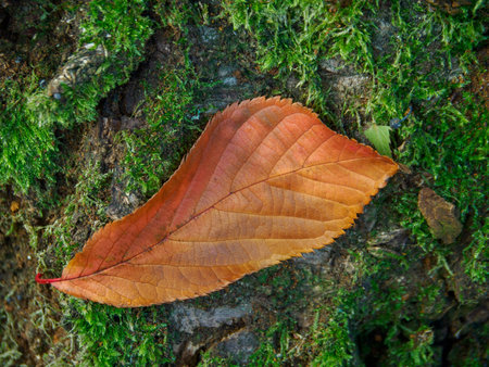 Autumn time in the German Muensterlandの写真素材