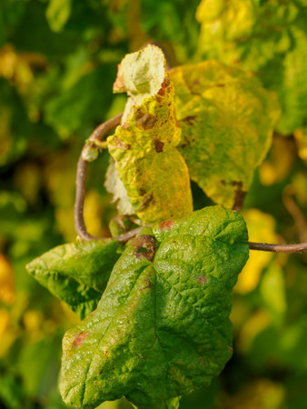 Autumn time in the German Muensterlandの写真素材