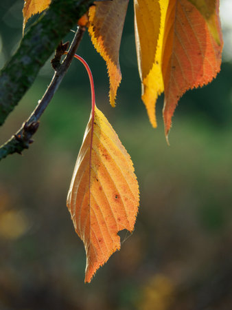 Autumn time in the German Muensterlandの写真素材
