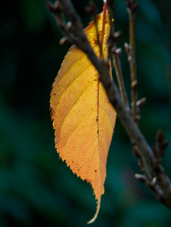 Autumn time in the German Muensterland