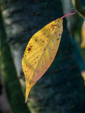 Autumn time in the German Muensterlandの写真素材