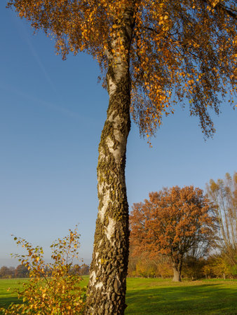 Autumn time in the German Muensterlandの写真素材