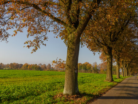 Autumn time in the German Muensterlandの写真素材