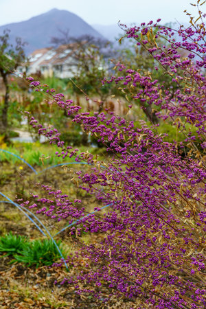 Tokyo and Mount Fuji in Japanの写真素材