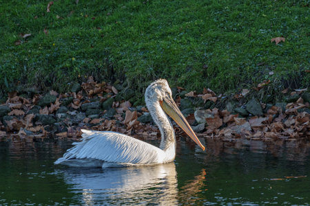 Pelican on a lake in Westphaliaの写真素材