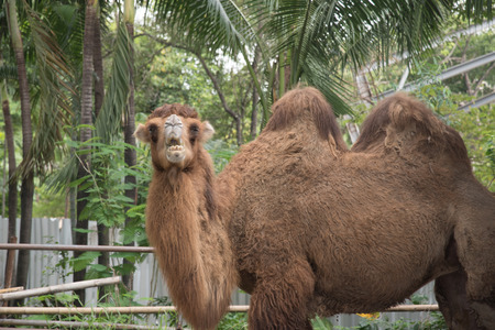camels are very peaceful animals who rarely exhibit aggressionの写真素材