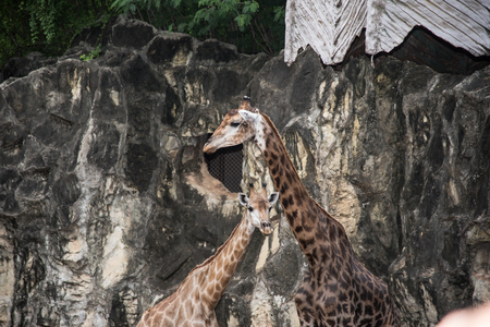 The giraffe is an Africa even-toed ungulate mammalの写真素材