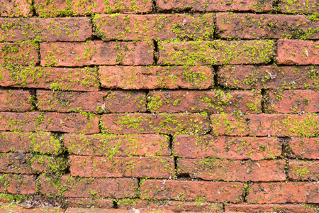 mosses are small flowerless plants that usually grow in dense green clumps or matsの写真素材