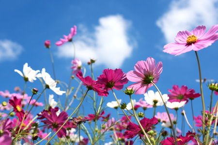 cosmos flowers field with blue sky and cloud backgroundの写真素材