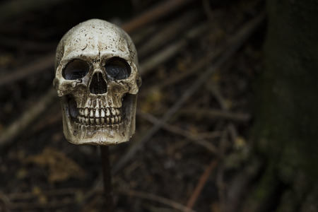 human skull in forest darkness concept; horror halloweenの写真素材