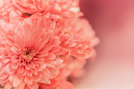 close up pink flower, soft focus, selective fosus, pink styleの写真素材