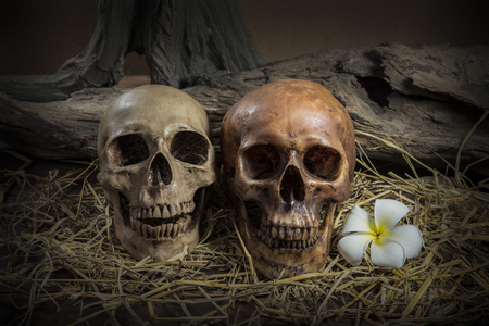 still life painting photography with couple human skull on hay with Plumeria Flower, love concept, grunge, vintage and darkness tone for horror halloweenの写真素材