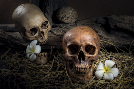 still life painting photography with couple human skull on hay with Plumeria Flower, love concept, grunge, vintage and darkness tone for horror halloweenの写真素材