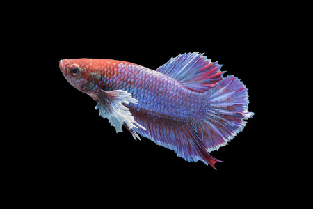 Betta fish isolated on black background, siamese fighting fishの写真素材
