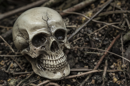 human skull in forest darkness concept; horror halloween