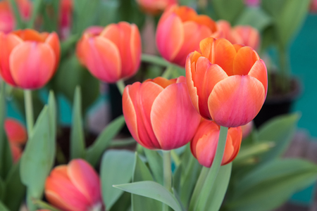 colorful tulip in garden field, Beautiful bouquet of tulips, close up tulips in spring with soft focusの写真素材