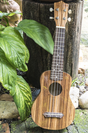Ukulele on garden background, small guitar on gardenの写真素材