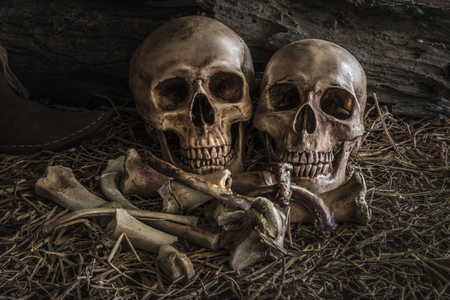 still life painting photography with couple human skull on hay and animal bones in barn background, vintage and dark tone for horror halloweenの写真素材