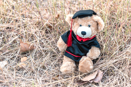 teddy bear with graduation gown on brown grass background, congratulations conceptの写真素材