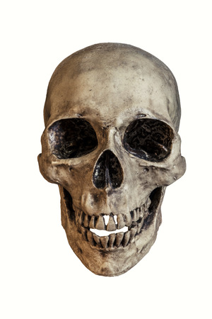 Human skull with dusty isolated on white backgroundの写真素材