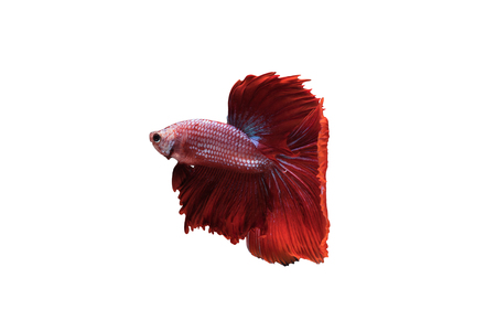 Red Halfmoon Betta splendens or siamese fighting fish isolated on white background included clipping path, Plakat Thailandの写真素材