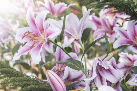 Pink lilies in the garden with sunlight, Thailandの写真素材