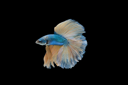 Blue and yellow Halfmoon Betta splendens or siamese fighting fish isolated on black background included clipping path, Plakat Thailandの写真素材