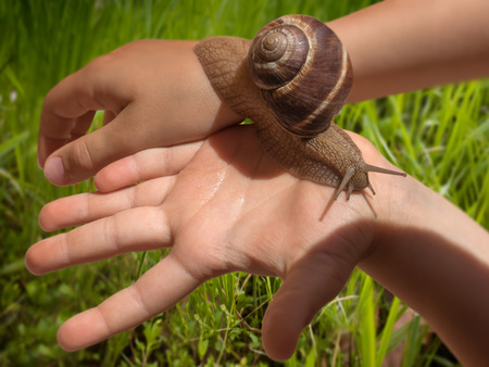 Large grape snail slowly crawling on kid's hands with bright grass field in the background.の写真素材