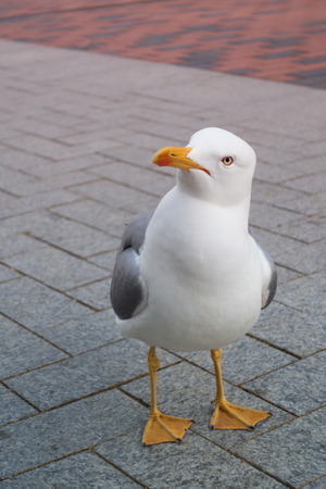 Funny seagull bird standing close and curiously looking at the camera waiting for some treat.の写真素材
