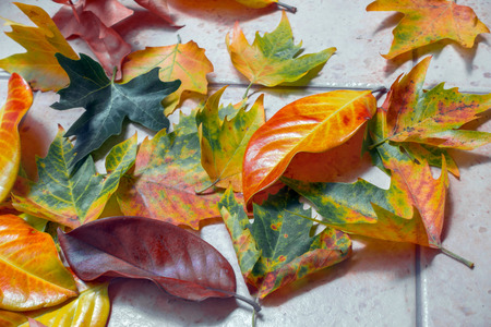 Orange, yellow, brown and green fallen leaves. Autumn background.