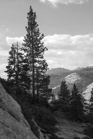 Black and White Tree Portraitの写真素材