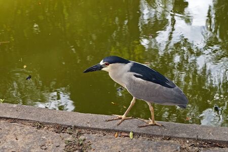 Black-crowned night heron (Nycticorax nycticorax)