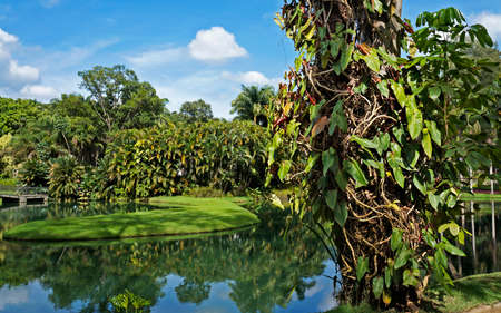 Brumadinho, Minas Gerais, Brazil - January 17, 2018: Tropical garden in Instituto Inhotim (Inhotim Institute).のeditorial素材
