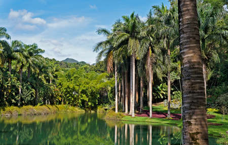Brumadinho, Minas Gerais, Brazil - January 17, 2018: Tropical garden in Instituto Inhotim (Inhotim Institute).のeditorial素材