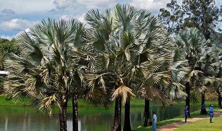 Brumadinho, Minas Gerais, Brazil - January 17, 2018: Palm trees at tropical garden in Instituto Inhotim (Inhotim Institute).のeditorial素材