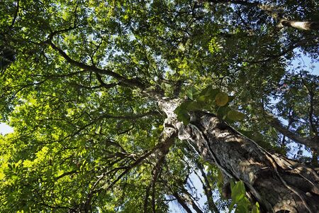 Crabwood tree or Andiroba tree (Carapa guianensis) on tropical forest, Rio, Brazil