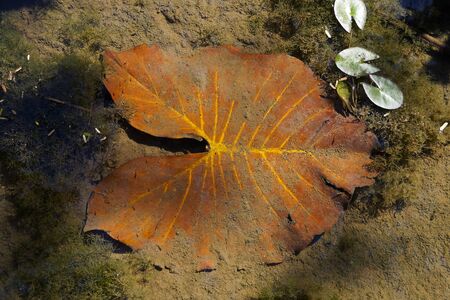 Yellowed leaf under lake waterの写真素材