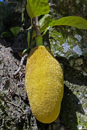 Young Jackfruit on tree (Artocarpus heterophyllus)