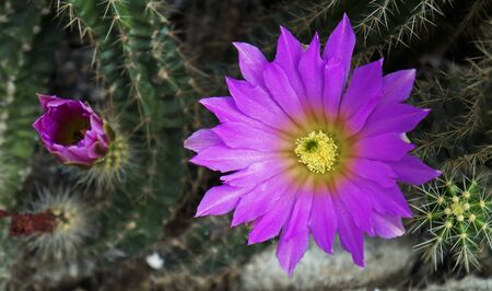 Bright pink cactus flowers on gardenの写真素材