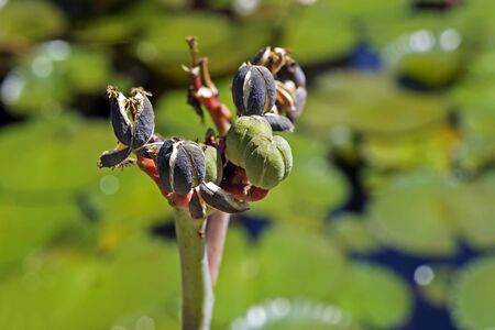 Buddha belly plant seeds, (Jatropha podagrica)
